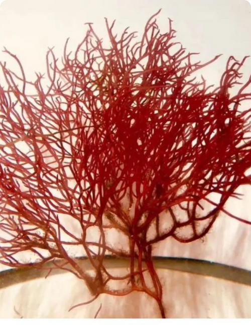 Astaxanthin