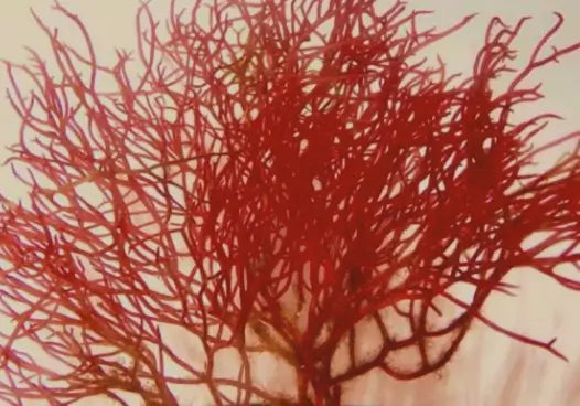 Astaxanthin