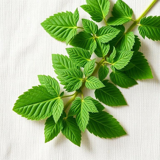Bacopa (Brahmi)
